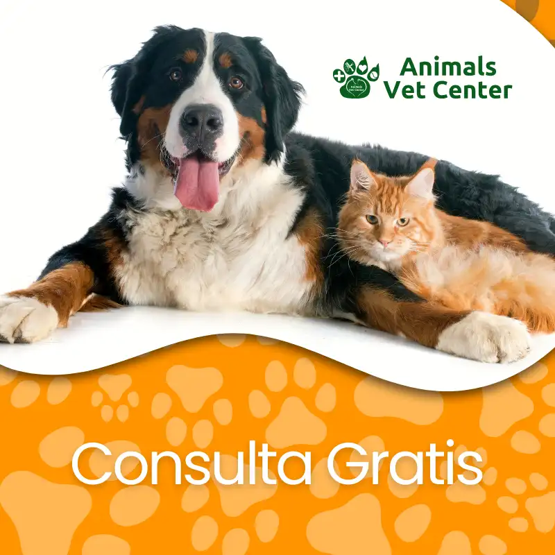 Consulta gratis para mascotas