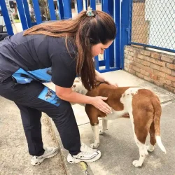 Consulta para perro